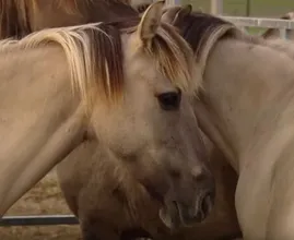 Dierenactivisten woedend om mogelijke slacht konikpaarden op Texel
