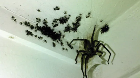 Aaah spinnen in huis! Geen zorgen, met deze tips krijg je ze weg!