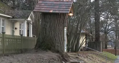 Vrouw bouwt mini bibliotheek in stronk van 110-jarige boom