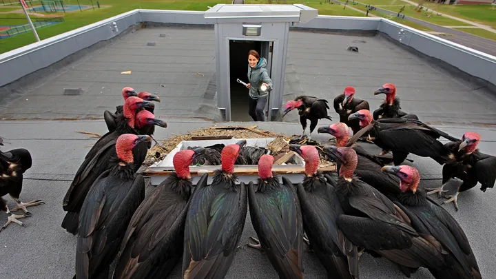 Gang of Vultures Lands on School Roof – What They Surround Has Everyone Watching in Silence