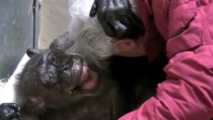  Vídeo conmovedor: Este chimpancé de 59 años se despide de un viejo amigo