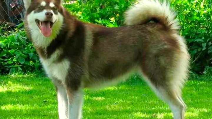 Barking Up the Right Tree: 49 Essential Insights into Your Future Furry Friend (49 percepções essenciais sobre seu futuro amigo peludo)