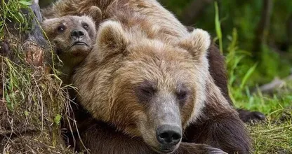 小さな赤ちゃんグマを救った男性に対し、母親のクマが取った非常に驚くべき行動