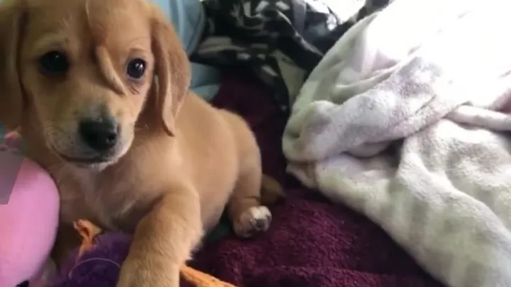Un chiot abandonné avec une queue sur la tête est sauvé du grand froid