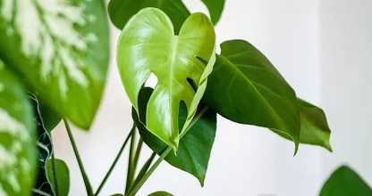 Kamerplant met gele bladeren? Dit zijn de 5 mogelijke oorzaken