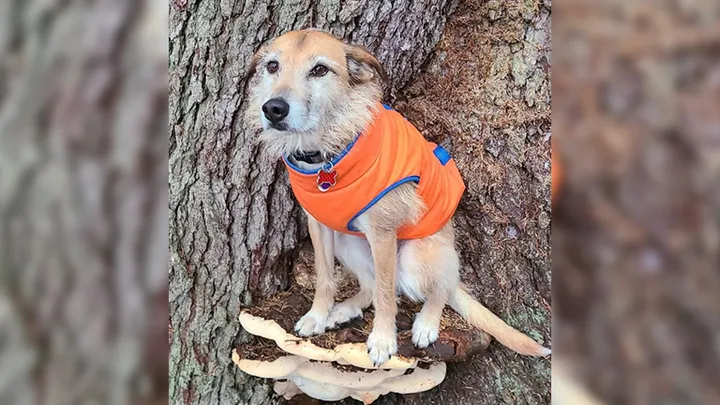 Here are 10 pictures of dogs on mushrooms
