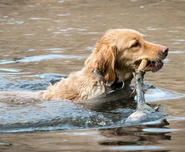 Politie waarschuwt: wees voorzichtig met waar je hond zwemt