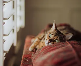 Blijkbaar is het goed om met een babystem tegen je kat te praten