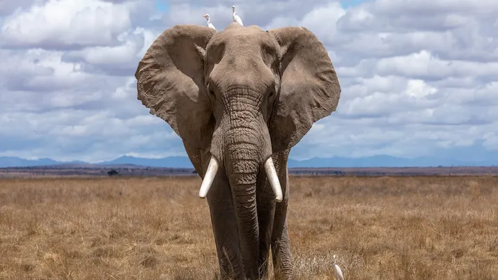 Spécial : une mère éléphant remercie les sauveteurs après avoir sauvé son bébé