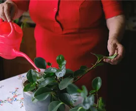Houd je planten in leven met déze vier tips