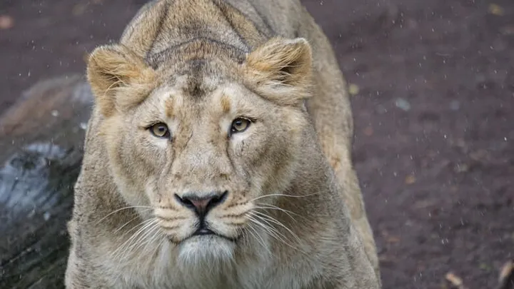 Dat is schrikken: leeuwin ontsnapt uit verblijf in Vlaamse dierentuin