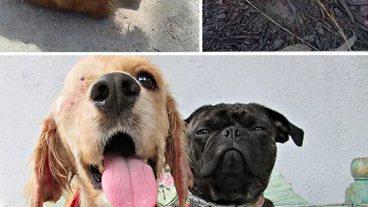 Wat verzorgers met deze zieke dieren hebben gedaan... Het liet ons hart smelten!