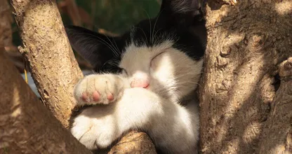 Help ook je huisdieren door de tropische hitte heen met deze tips! Samen staan we sterk!