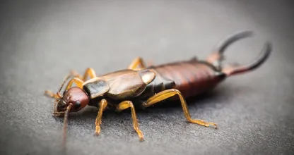 Zo voorkom je dat oorwormen zich in jouw huis en tuin nestelen