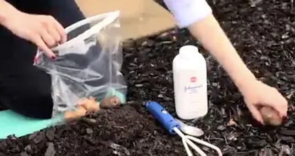 Here's why you should use baby powder in your garden! Genius!