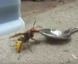 Wie gefährlich ist die Hornisse wirklich und was muss man tun, wenn man gestochen wird?