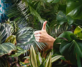 Heb je een plant te veel water gegeven? Zo herstel je de schade
