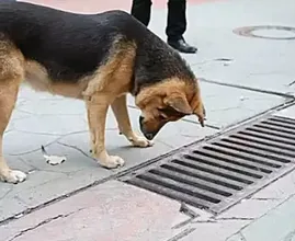 Dog looks Into Storm Drain Every Day - Bystanders Are Suprised When They Open It