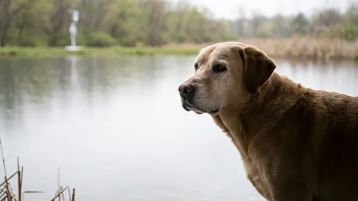 Der Tierarzt sagte, ihrem Hund ginge es gut – doch später deckte die Notfallklinik diese erschreckende Wahrheit auf…