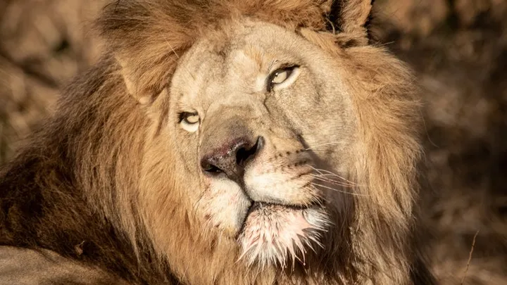 Este leão foi visto na natureza - o veterinário fica chocado quando percebe que ele é tão grande