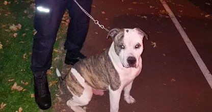 Hond achtergelaten in Rotterdam, de reden is hartverscheurend