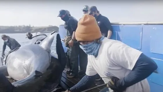 Estes marinheiros encontraram um tubarão gigante - Você não vai acreditar no que eles encontraram lá dentro!