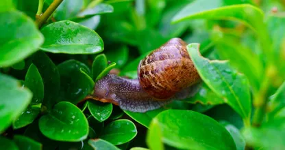 Slakken in de tuin? Met deze milieuvriendelijke truc zijn de zo weg