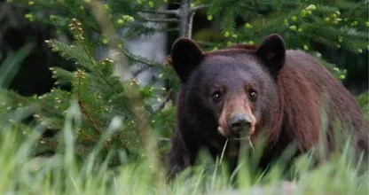 Zwarte beren vallen steeds meer mensen aan in Japan