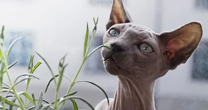 ¿Te atreverías a tener un gato Esfinge? La mascota más especial del mundo