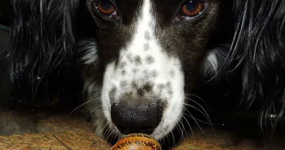 Immer mehr Hunde werden von Schnecken mit dem tödlichen Lungenwurm angesteckt