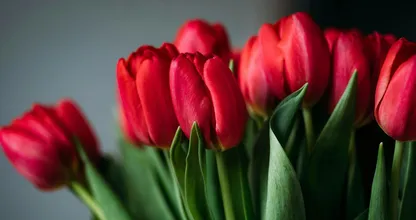 7 tips die ervoor zorgen dat jij zo lang mogelijk van je tulpen geniet