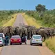Una manada de elefantes bloquea la carretera durante horas - Lo que estaban protegiendo deja atónitos a los curiosos