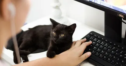 La razón por la cual los gatos siempre actúan de formas extrañas