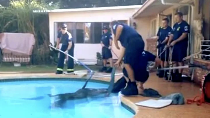 Mom Hears Plunge In Pool And Finds Enormous Animal Inside!