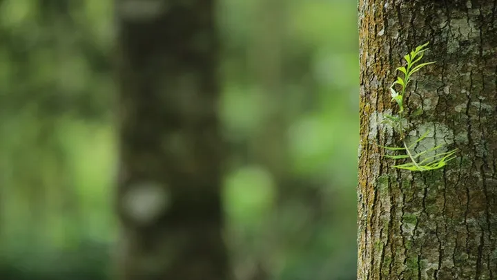 Holzfäller finden seltsame Kreatur in hohlem Baum