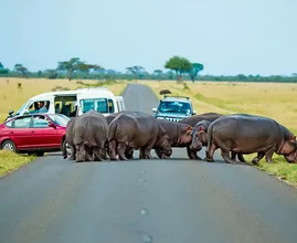 Hippo Herd Blocks Road for Hours – What They Were Protecting Stuns Onlookers