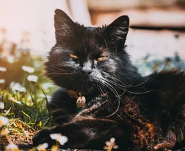 Hai sempre trovato i gatti del tuo vicino nel tuo giardino? Questo trucco per gatti li terrà lontani!