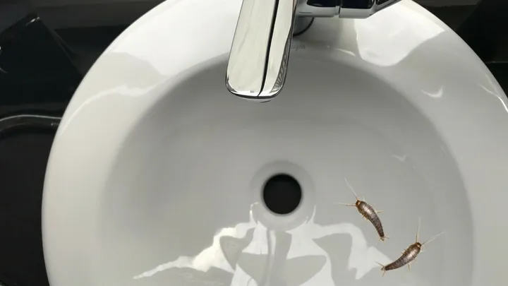 So sorgst du dafür dass Silberfische in Zukunft nicht mehr zu dir ins Haus kommen