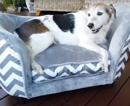 Aldi komt met luxe maar betaalbare sofa's voor je huisdier