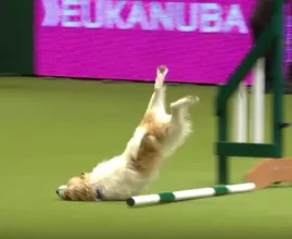 Hilarisch: deze Jack Russel steelt niet de (honden)show, maar wel ons hart