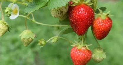 Lekker en gezond: 5 redenen waarom aardbeien zo goed voor je zijn
