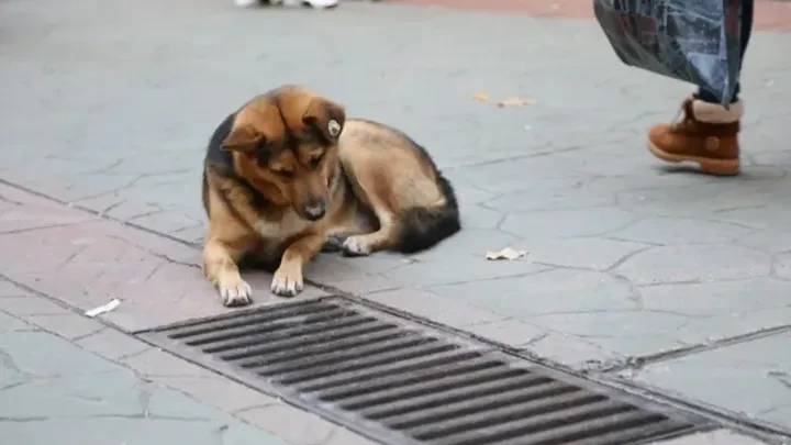Jeden Tag starrt ein Hund in einen Regenwasserkanal - schockierender Fund, wenn er geöffnet wird!