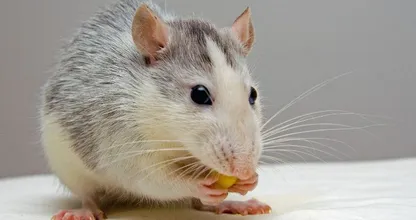 Déze geuren kunnen betekenen dat je muizen in huis hebt