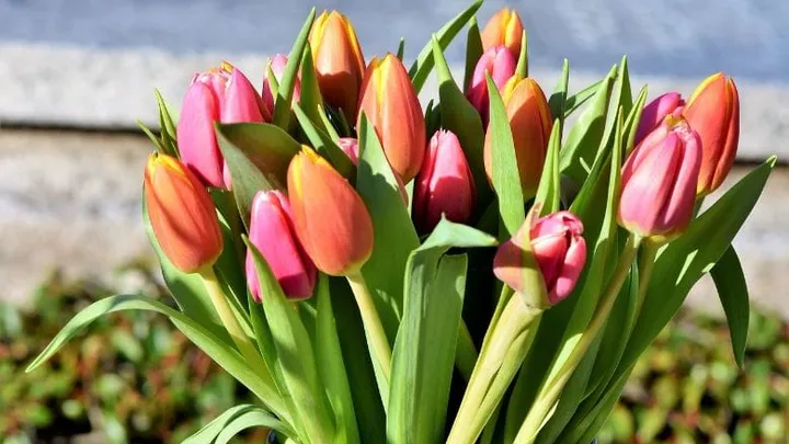 Tulips are in season! With THIS trick you'll prevent the tulips in your bouquet from drooping!