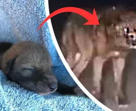 Man neemt schattige "puppy" mee naar huis, dit blijkt een gevaarlijke vergissing