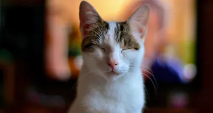 ¿Alguna vez le haces un guiño a tu gato? ¡DEBERÍAS hacer eso regularmente!