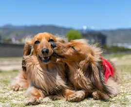 Dogs come together for one final goodbye