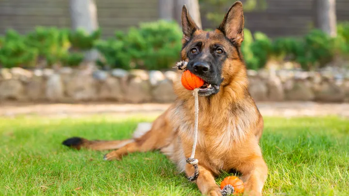 Retired police dog makes an interesting discovery with the help of its owner