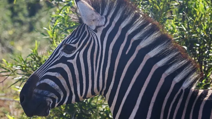 Vieron este cebra en la naturaleza: el veterinario se sorprende cuando se da cuenta de por qué es tan grande