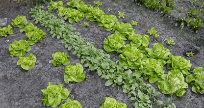 Aan de slag in de moestuin? Laat dan deze planten naast elkaar groeien